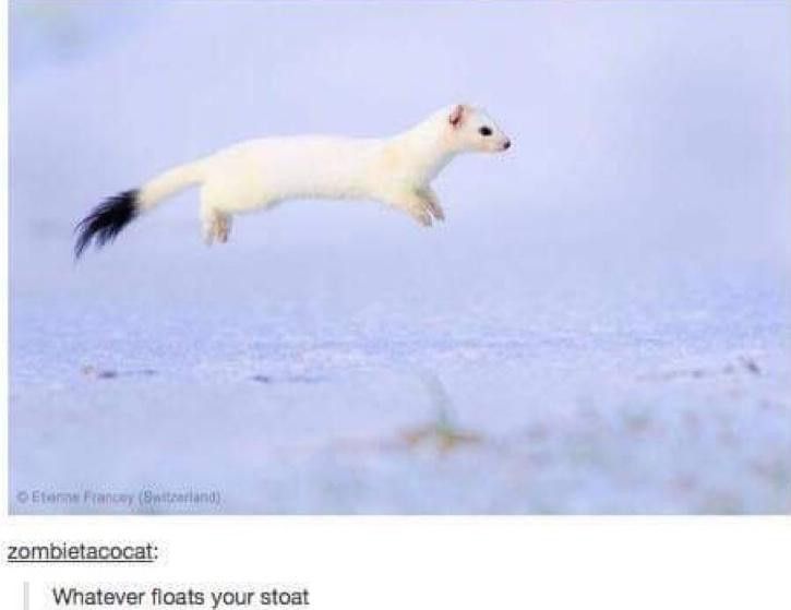zombietacocat on tumblr: "Whatever floats your stoat"

[Image of a white weasel-like long animal (all white, but with a black tip of the tail,) captured while it was mid-jump, making it look like it's suspended in midair.]