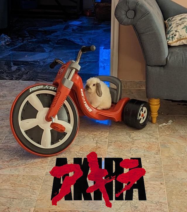 A bunny on a red Big Flyer tricycle with the Akira logo in the foreground.