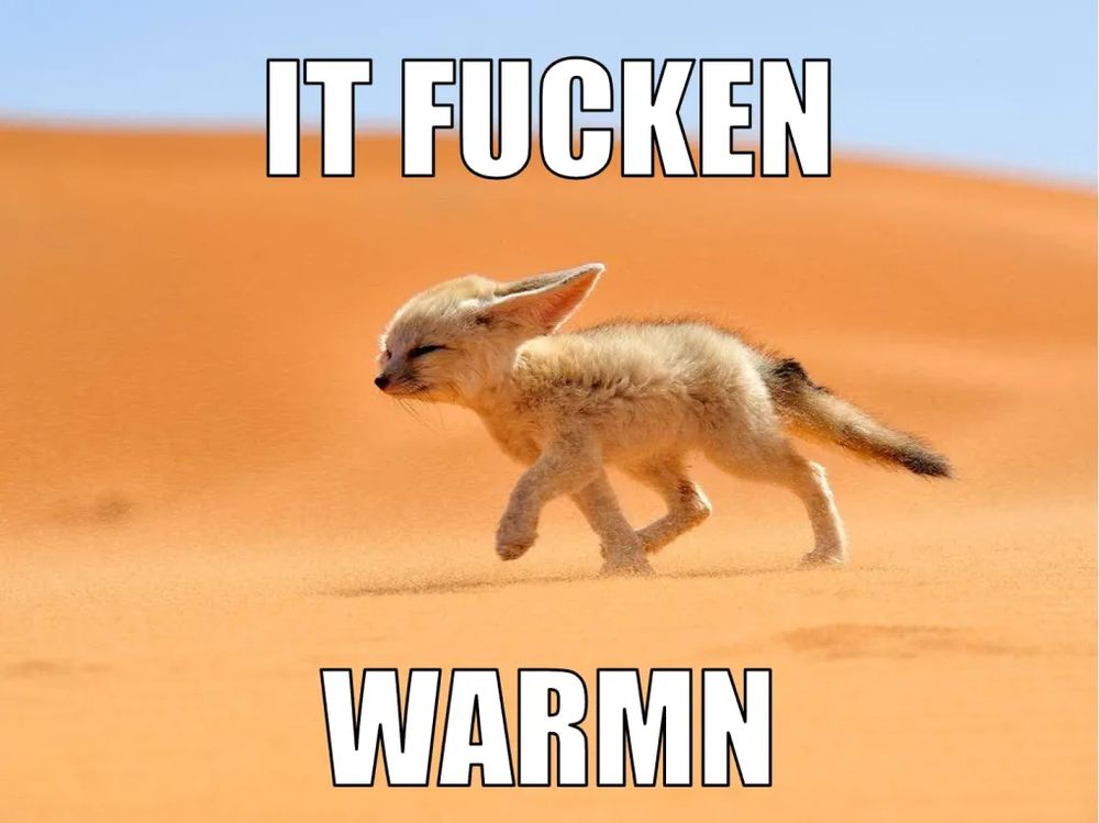 "It Fucken Warmn" on an image of a Fennec fox in the desert, walking into a stiff breeze.