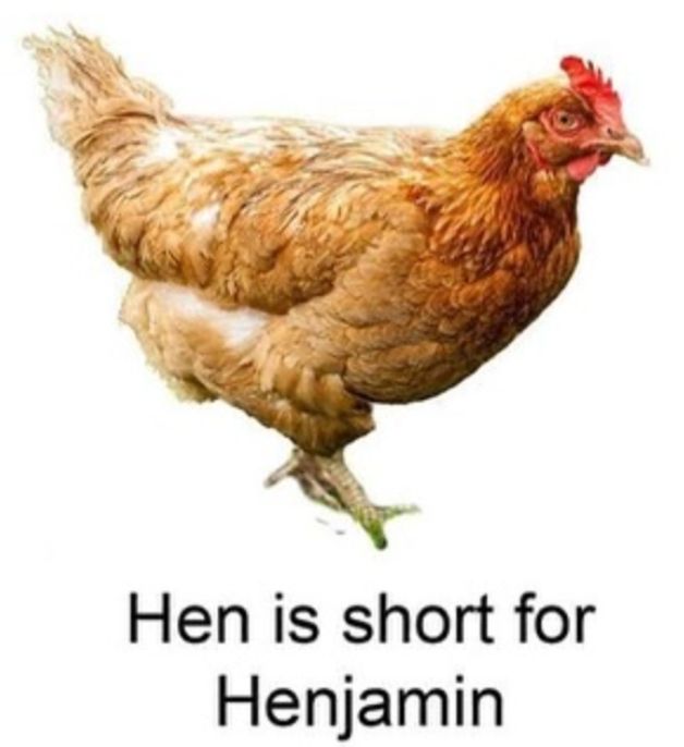 Image of a chicken: "Hen is short for Henjamin."