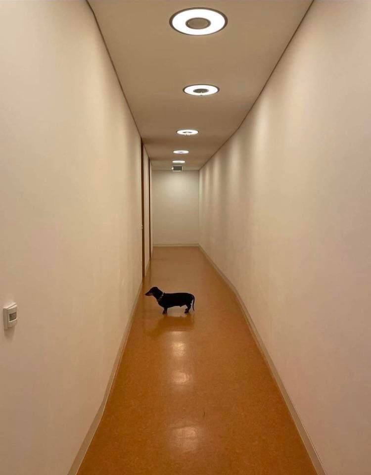 a dachshund is standing in a hotel or hospital hallway, staring intently at a spot on the wall