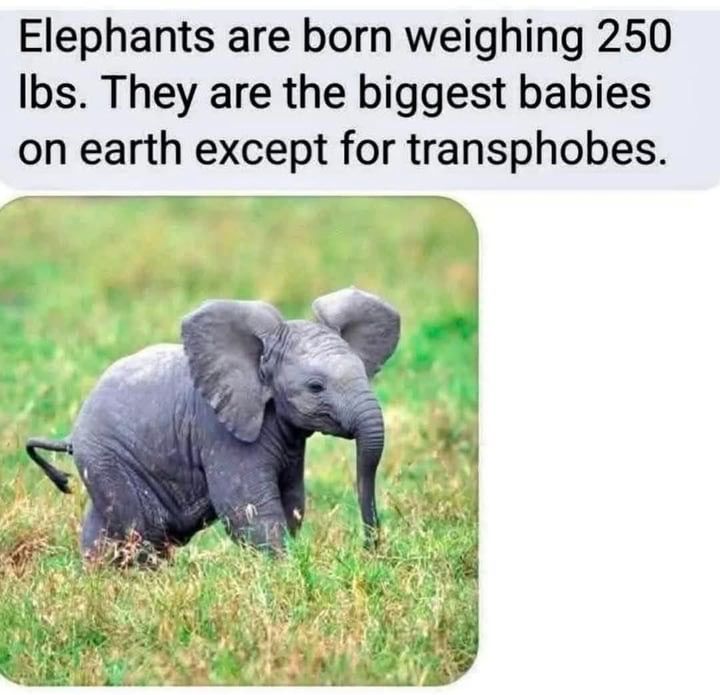 "Elephants are born weighing 250 lbs. They are the biggest babies on earth except for transphobes." [image of a baby elephant looking scrungly]