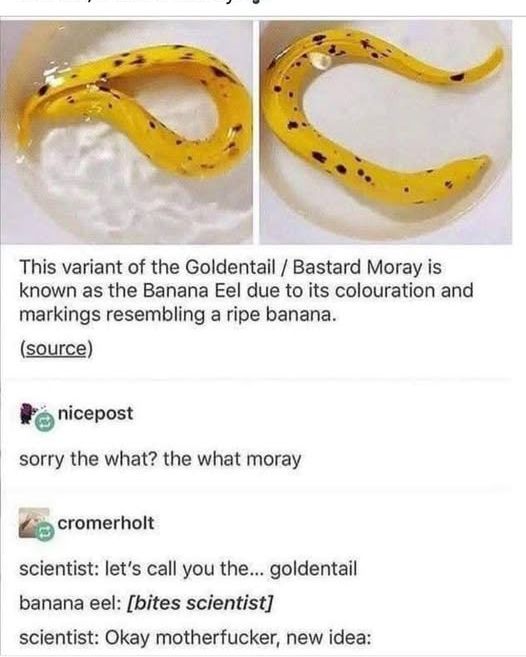 [Image of a yellow eel with black spots in a bucket or tub of some kind]

"This variant of the Goldentail / Bastard Moray is known as the Banana Eel due to its coloration and markings resembling a ripe banana."
 
nicepost: 
"sorry the what? the what moray" 

crOmerholt: 
scientist: "let's call you the... goldentail" 

banana eel: [bites scientist] 

scientist: "Okay motherfucker, new idea:"