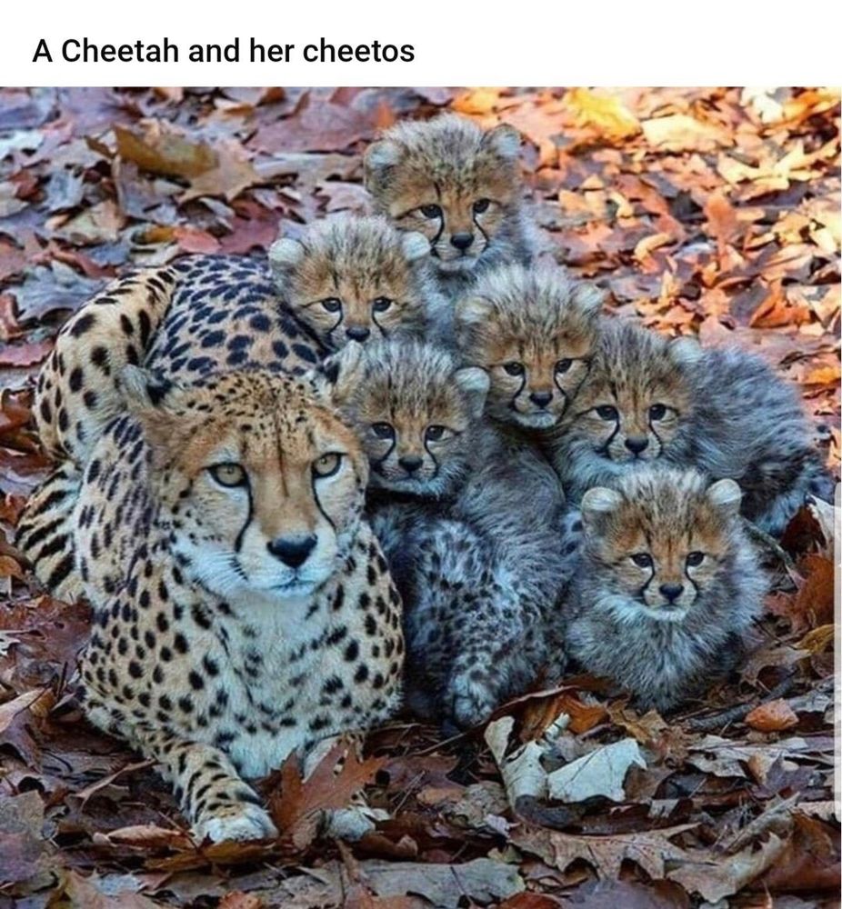 "A Cheetah and her cheetos"

Mama cheetah with 6 kittens!