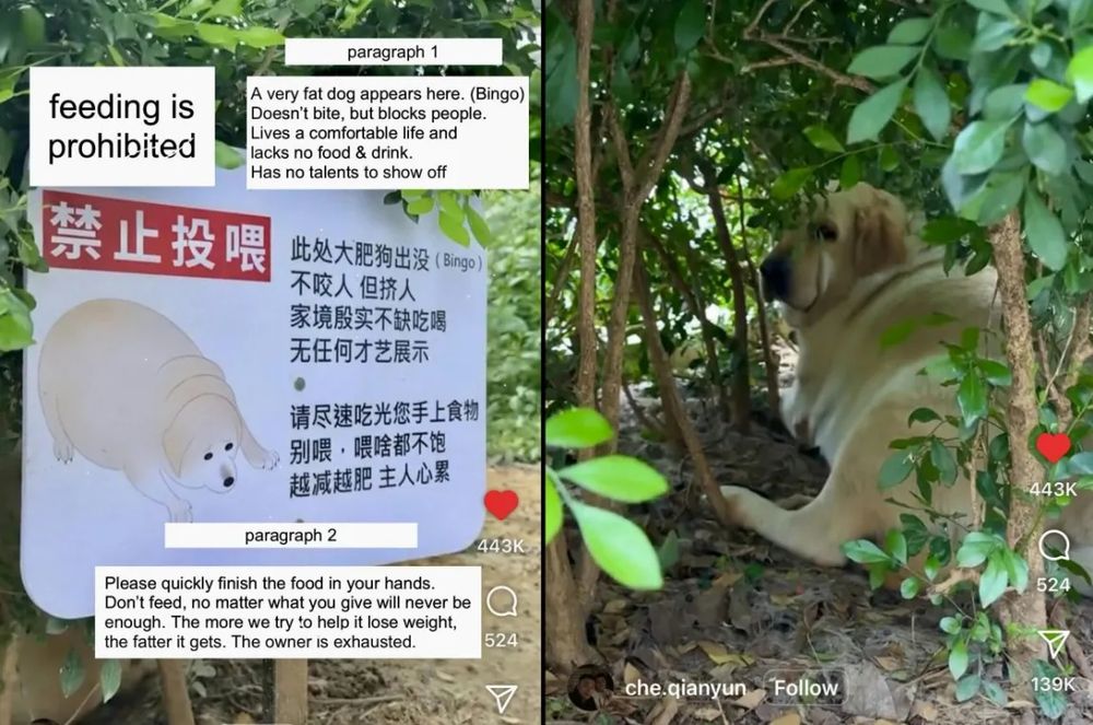 2 images:
1: a sign with a drawing of a very fat dog on it and translated Chinese text: "feeding is prohibited" 

"paragraph 1 
A very fat dog appears here. (Bingo) 
Doesn't bite, but people. 
Lives a comfortable life and lacks no food & drink. 
Has no talents to show off"

"paragraph 2
Please quickly finish the food in your hands.
Don't feed, no matter what you give will never be enough. 
The more we try to help it lose weight, the fatter it gets. 
The owner is exhausted."

Image 2 shows the dog in question. He's a chubby golden labrador, and he looks very insulted.