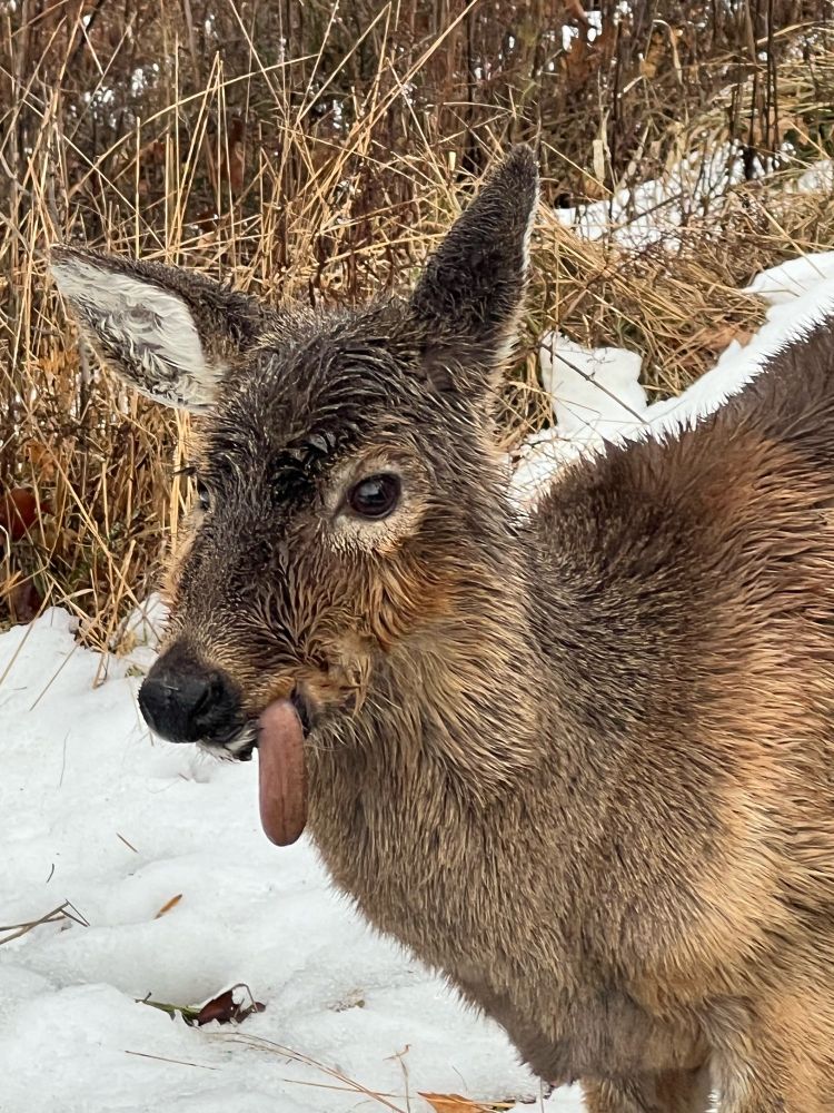 Mangey deer with tongue hanging limp from its mouth