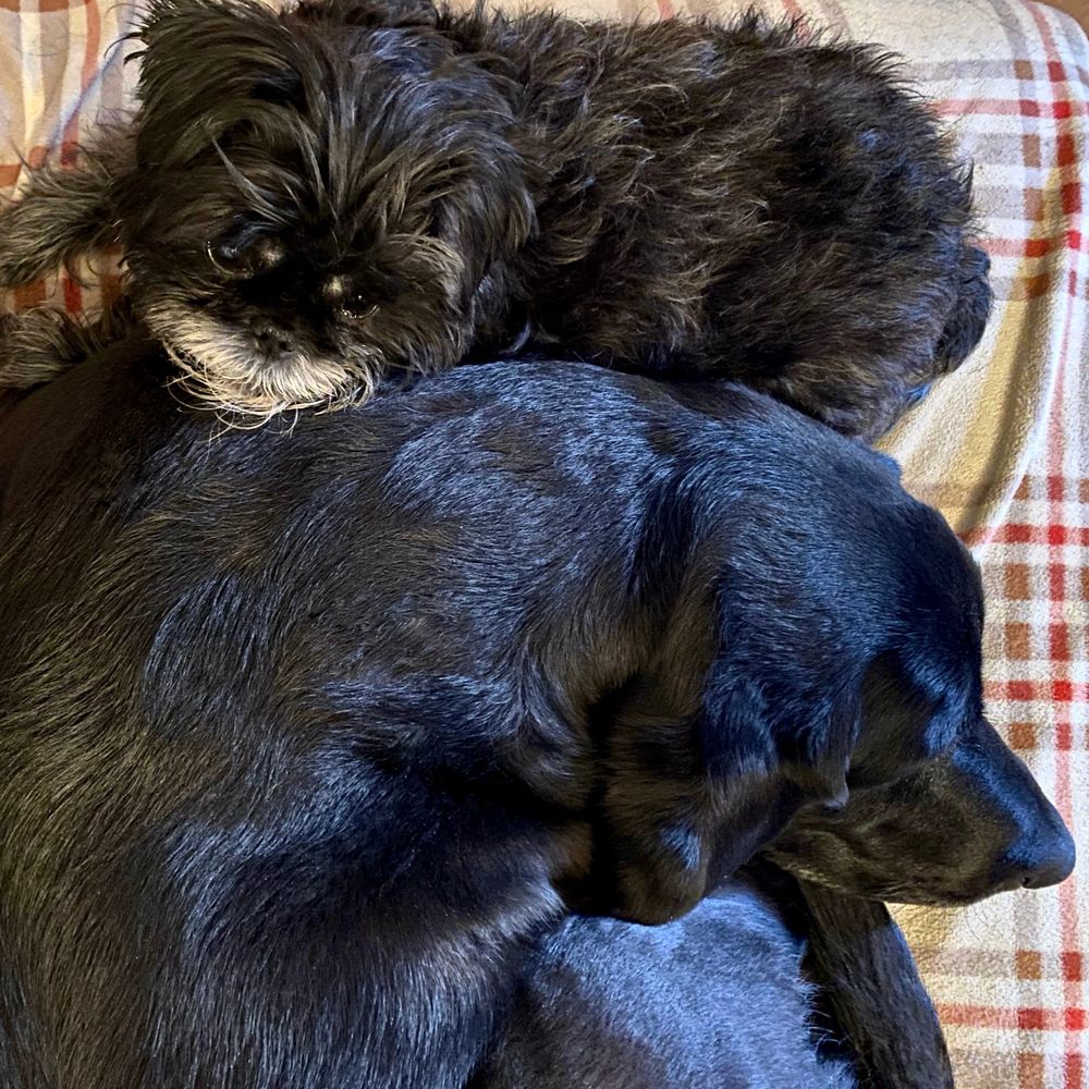 Photo of Phineas (affenpinscher) snuggled up with his big sister Agnes (Labrador retriever) in 2022
