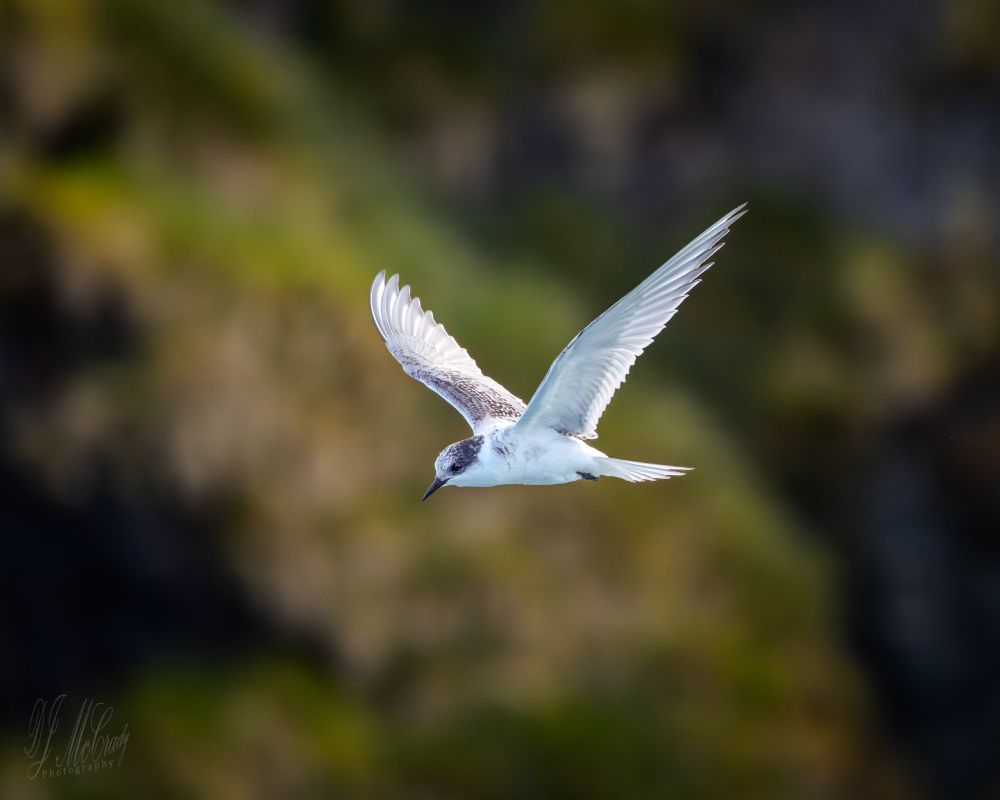 Antarctic Tern