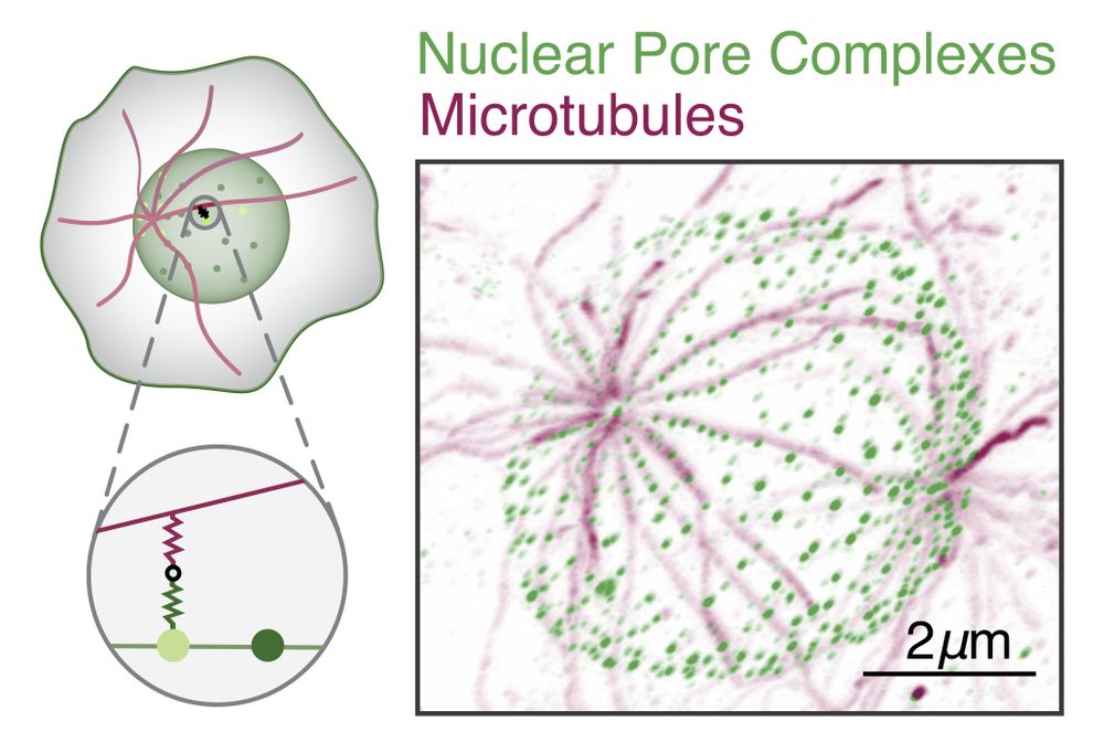 Expansion microscopy image, and accompanying sketch, of S. arctica nucleus with labelled microtubules and nuclear pore complexes.