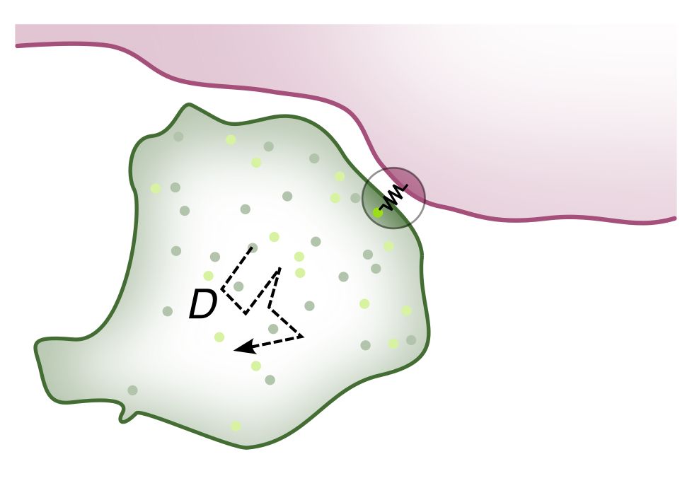 Sketch of membrane-enclosed compartment with particles on its surface, which interact with an adjacent structure