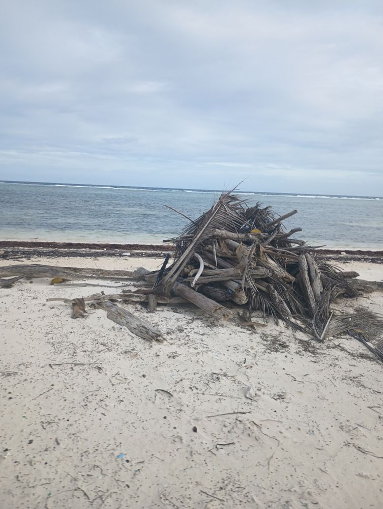 Rasaldeer running towards me