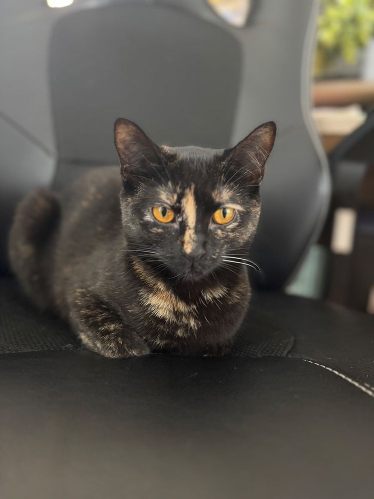 A tortie kitten laying with her front paws tucked under her on a black computer chair. 