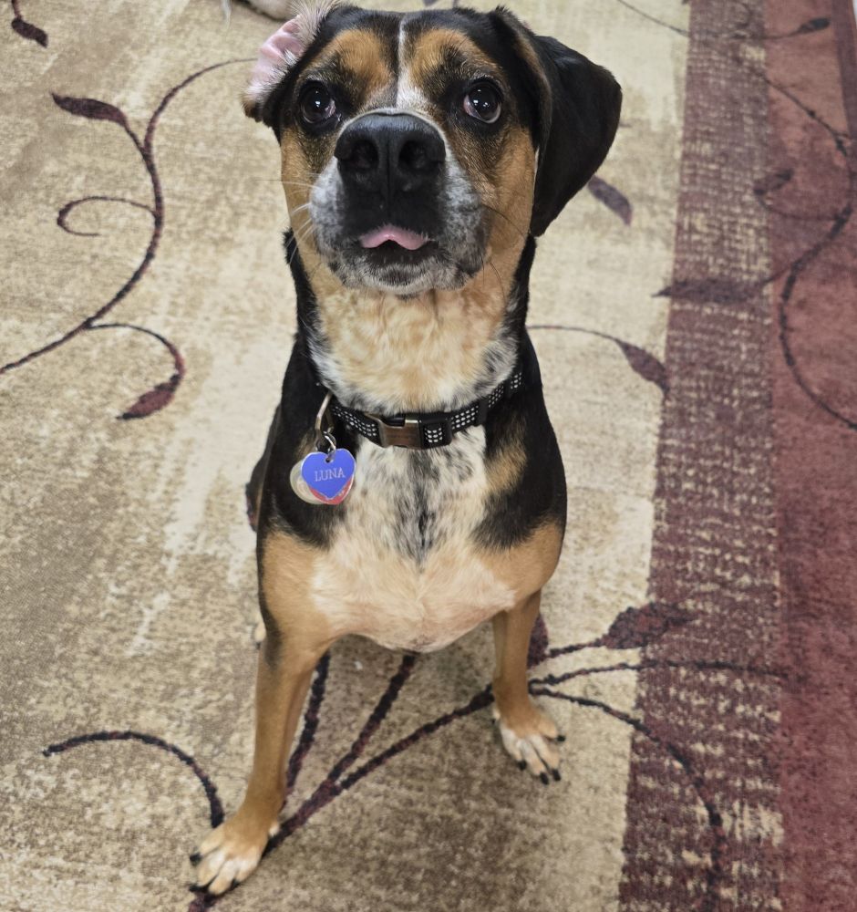 Luna, a five year old hound mix, sitting for a picture. Her right ear is flopped back and her tongue is slightly popping out of her mouth