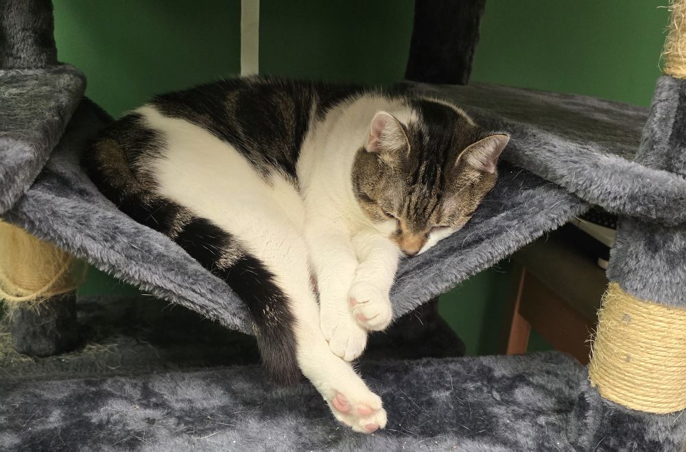 Terra, a cat, is laying on a blue hammock attached to a cat tree. Her legs are fully stretched out with her feet hanging off of the hammock