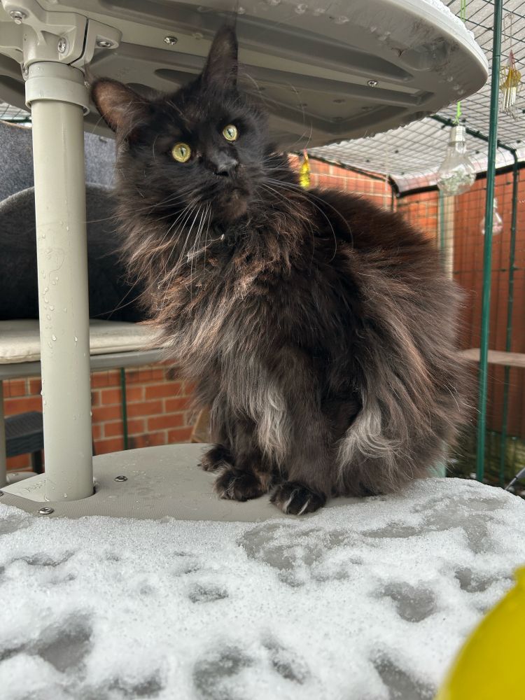 a black Maine coon stares in dismayed disgust off camera with a questioning look while he sits outdoors on a surface covered in a light powdering of snow