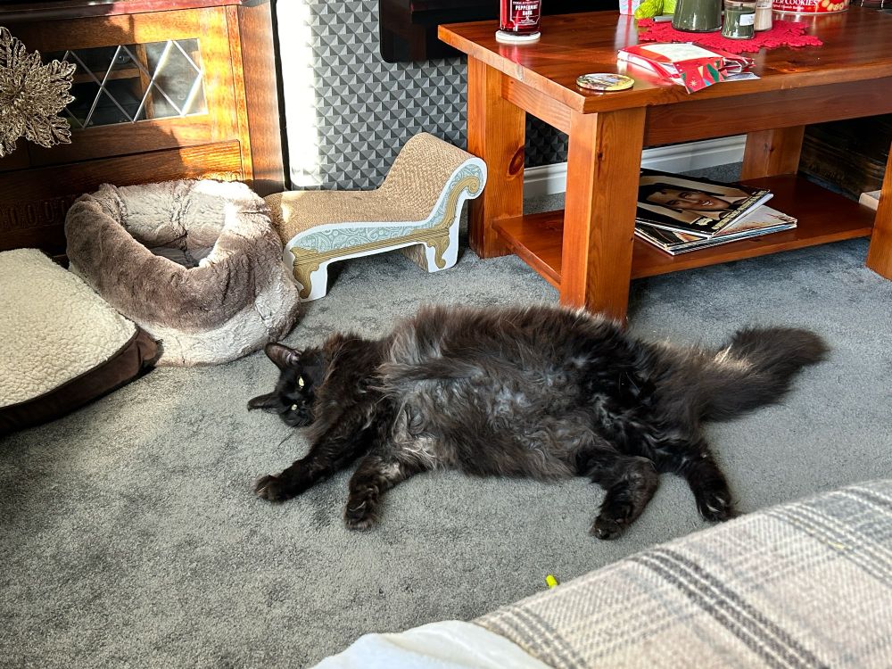A large black Maine coon cat lies on his side. He is fluffy and very handsome