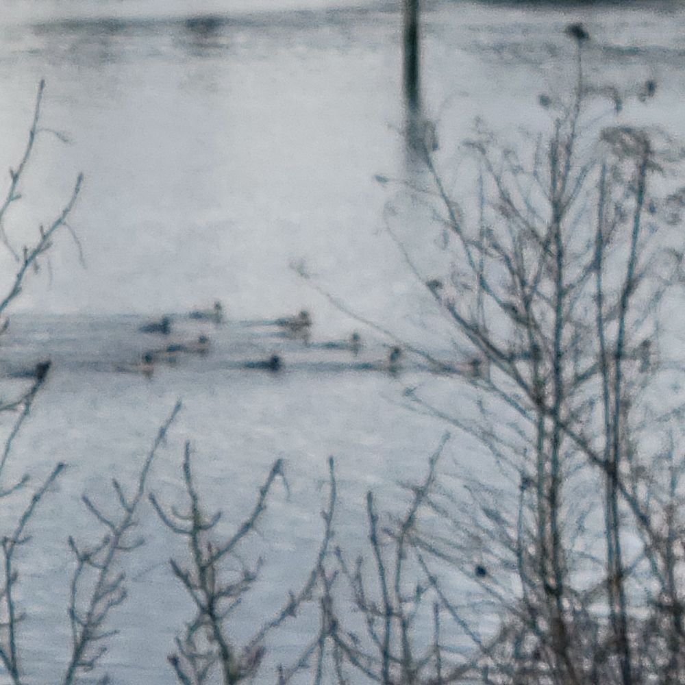 Fuzzy photo of v-shaped wedge of dark birds swimming in cold grey water.