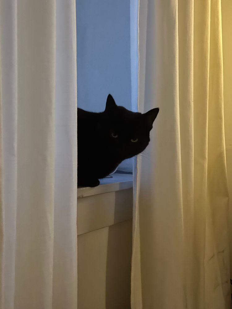 Black cat in a window between two curtains, now looking at you. 