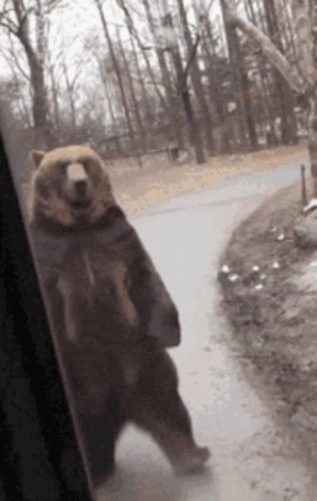 a brown bear is standing on its hind legs in front of a window