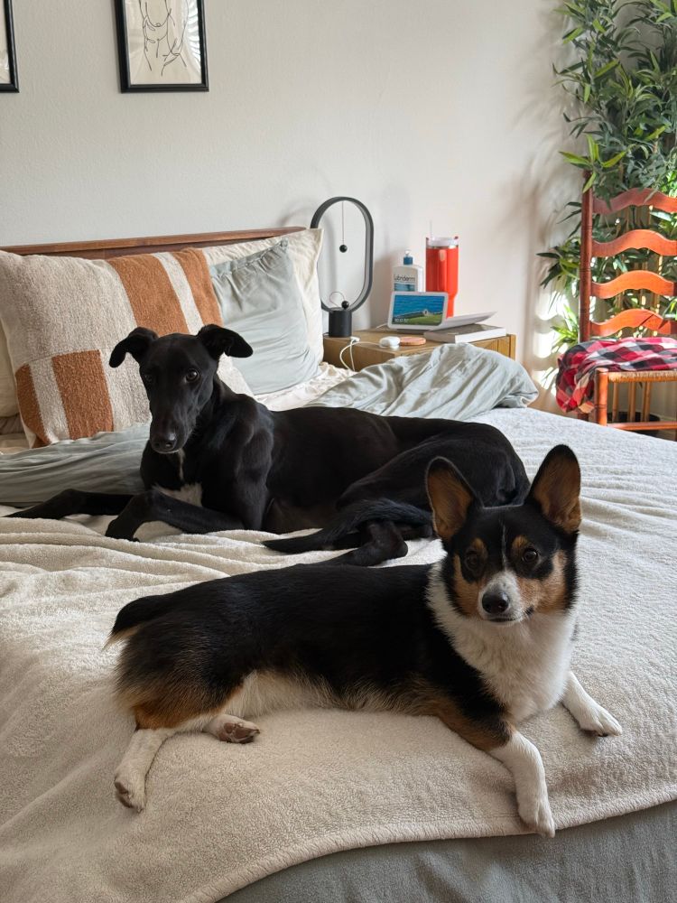 a greyhound and a corgi on a bed 