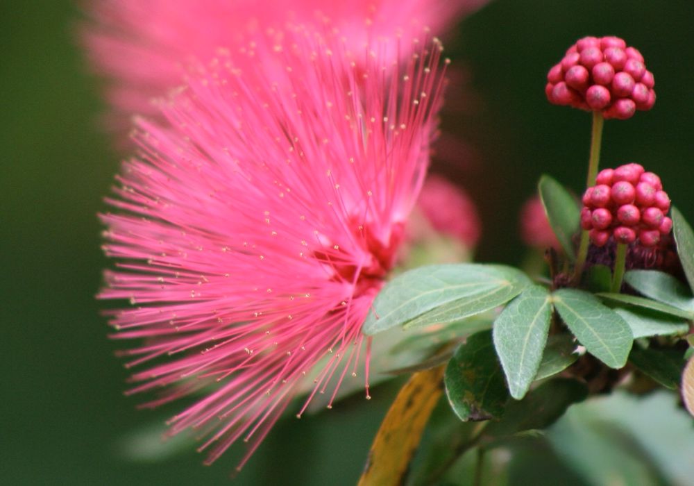 Bright pink flower bursts like a firework against a green plant background. 2 little pink buds are to its right.