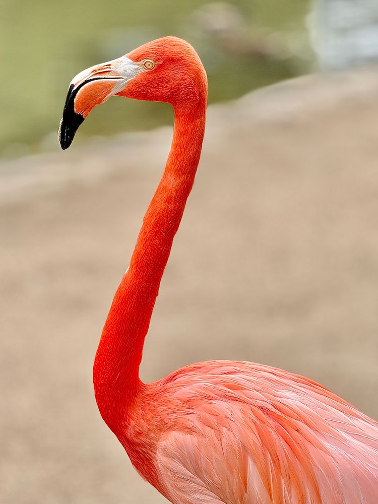 A bright pink flamingo stands by themselves on a sandy patch of ground next to a small green body of water. 
