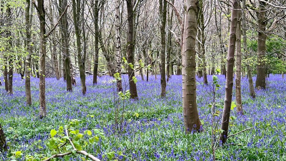 Bluebells bloom in the forest.