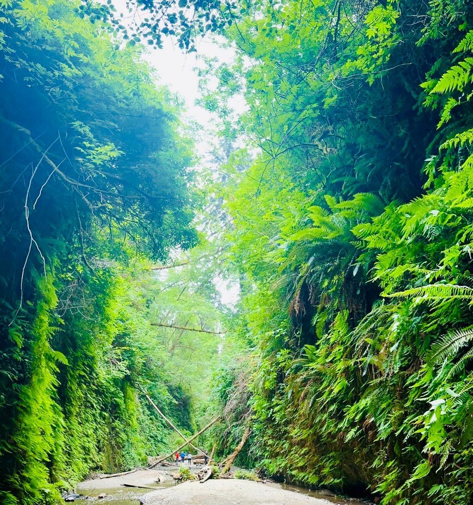 50 foot green fern walls on either side of shallow creek bed.