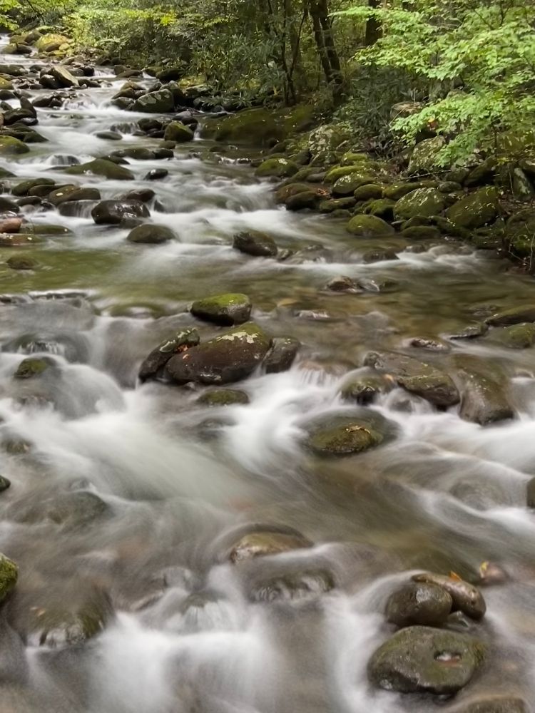 Water rushes over brown boulders in the middle of a river that’s flanked by green ferns and trees on either side. 