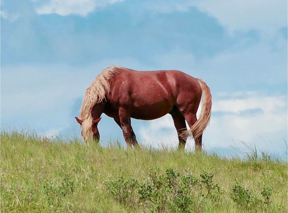 A golden brown horse with a cream colored mane chews on grass on a green hill with a blue sky behind it.