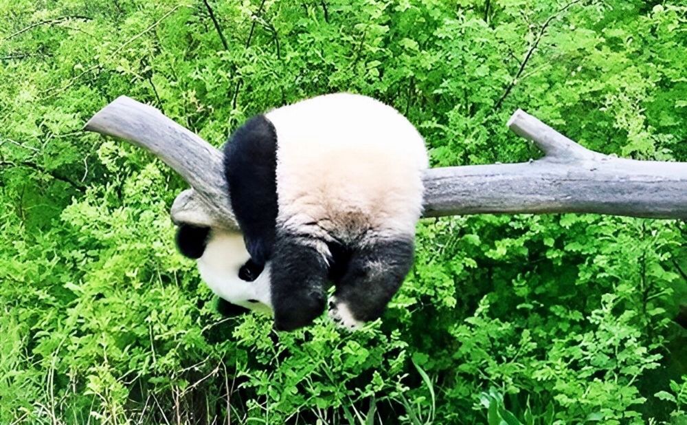 A Panda cub hanging across the limb of a tree, with their head facing downwards.

The panda’s round white fluffy butt is center frame as its black hind legs dangle below the branch. This silly Panda is potentially stuck there (out on a limb) with no exit plan.
