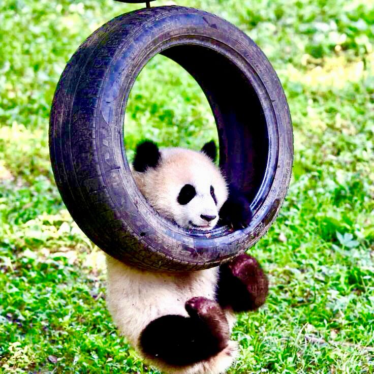 A Panda bear cub playfully hangs from a tire swing. The panda’s head rests on the inside of the tire, showcasing its distinctive black and white fur, including the black patches around its eyes and black ears. The cub is wearing a pensive, thoughtful expression. The background consists of green grass, suggestive of a natural and playful sanctuary habitat. 
