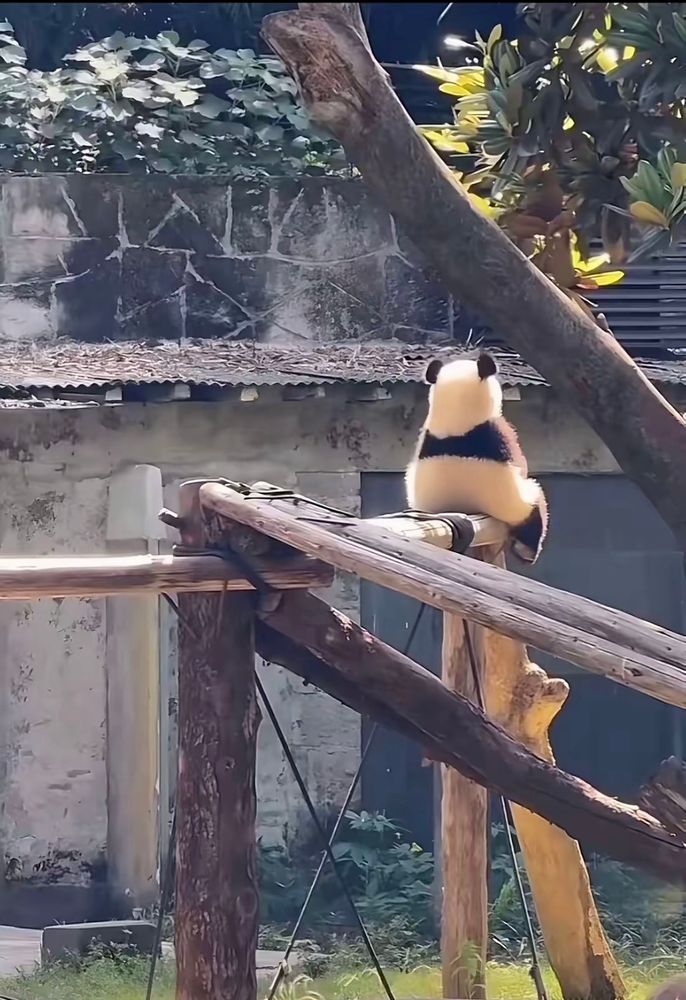 Viewed from behind, a sunlit Panda sits comfortably, straddling the top of a wooden play/climbing structure. With the warmth of the sun on its back, the panda appears in a reverie, conveying a peaceful, contemplative mood to the image.