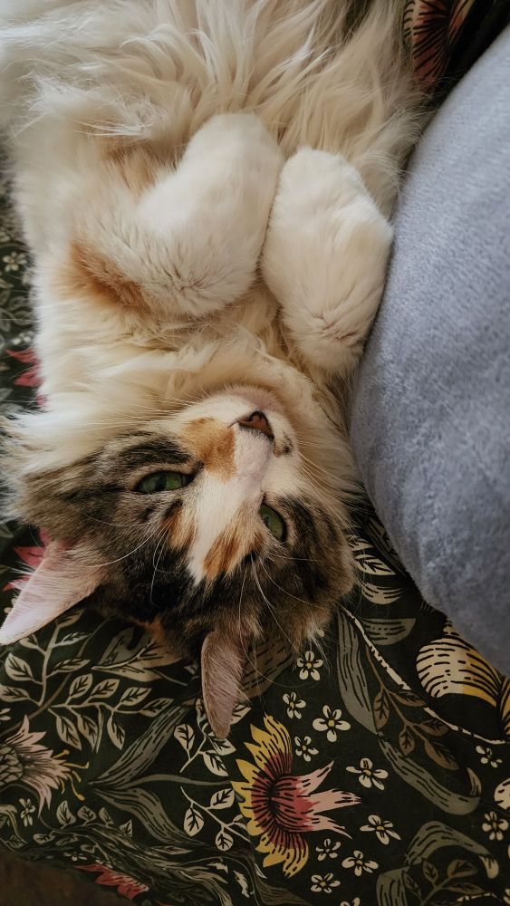 Resting Pallas face Ursula
