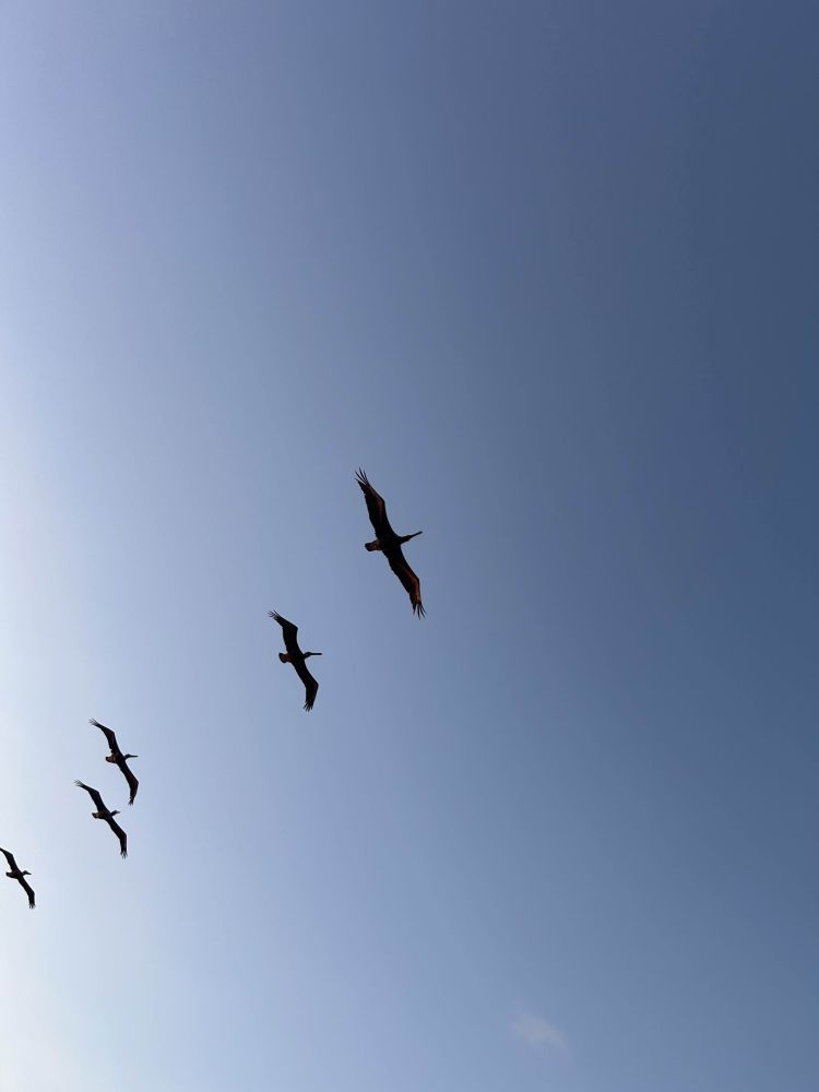a group of five pelicans flying across a blue sky, shot from below. the pelicans are almost silhoutted against the light of a bright morning sun from the left side of the frame. the blue of the sky on the left side (where the sun would be if the camera panned slightly to the left) is lighter, verging on white. the far side of the frame becomes a slightly darker blue. the birds have their wings spread wide