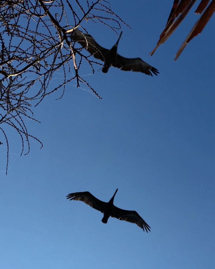 two low-flying pelicans shot from below, almost in silhouette, against a blue sky. there are plants visible from below against the top of the frame. the pelicans have their wings stretched out, gliding on the wind