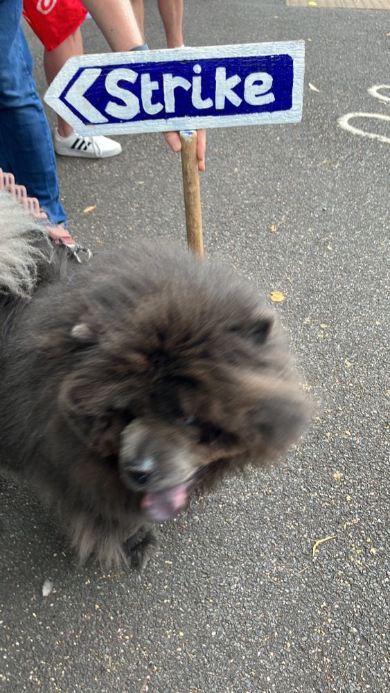 Photo of fluffy dog with a strike sign