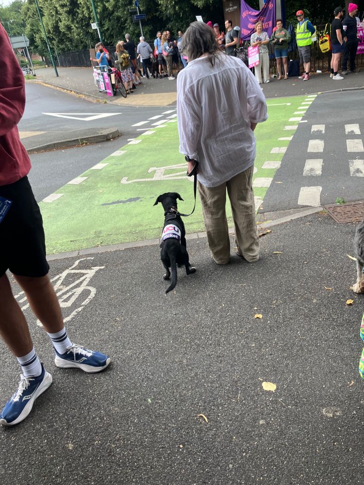 Photo of small black dog sitting very well to cross a road, and wearing a UCU armband