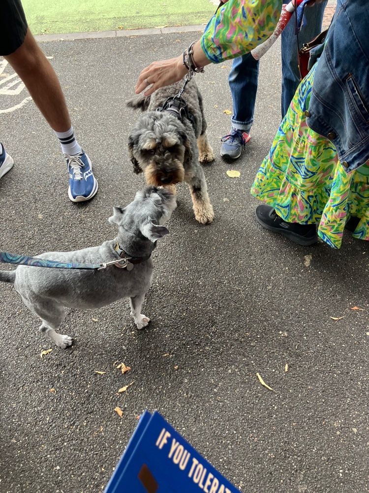 Photo of two dogs making friends on a picket line 
