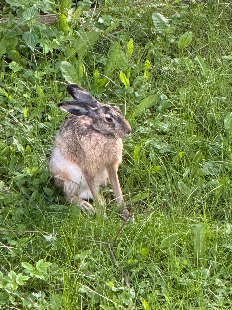 A brown, grey, and white hare sitting in some tall grass