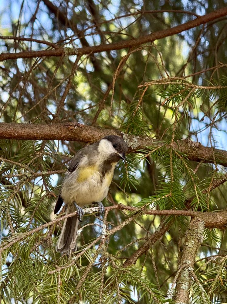 A Great Tit. A yellow, white and black small bird, sitting on the branch of a pine tree. Seurasaari, Finland