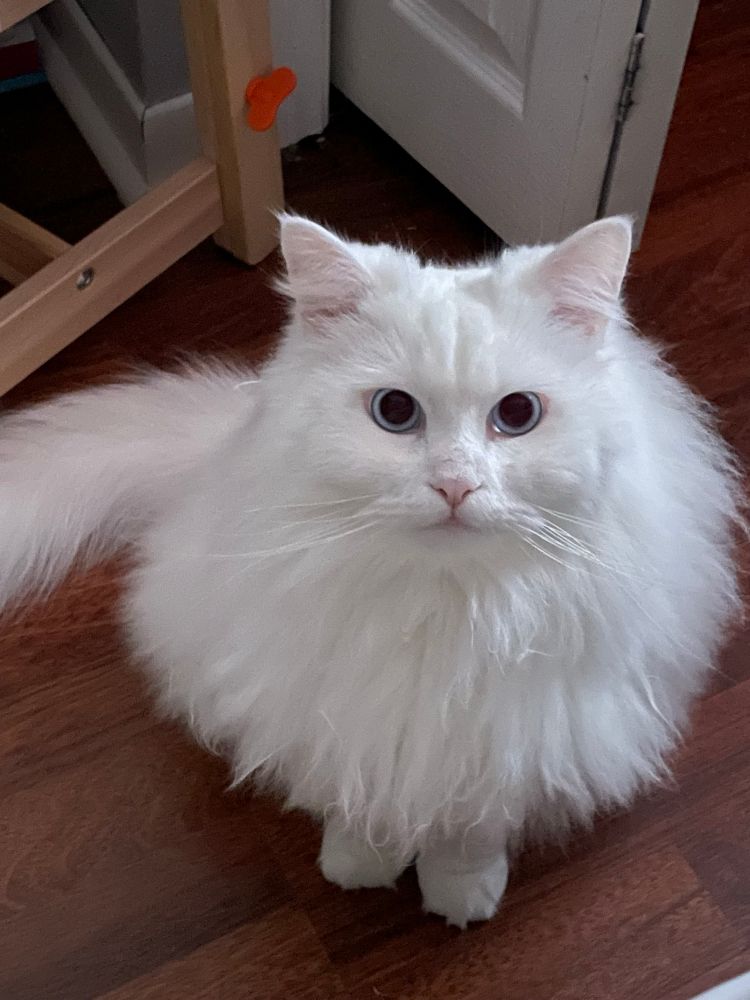 Mr Cuddles, looking cute as all get up, as per usual