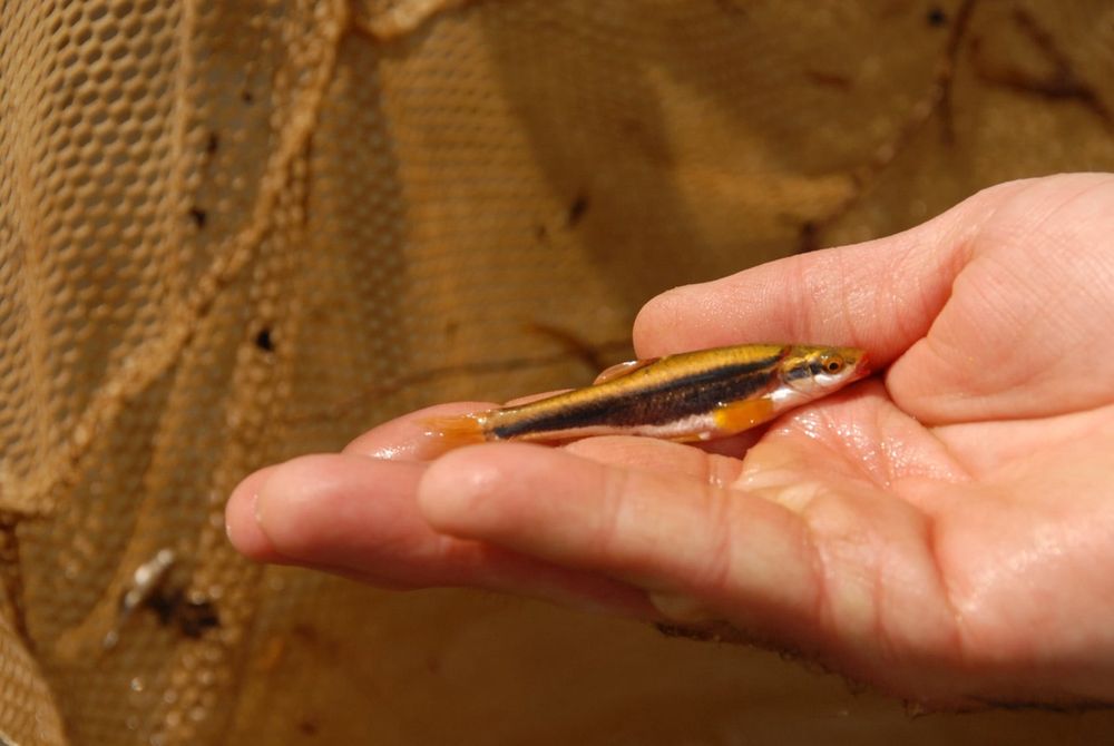 Real Blackside Dace being held in someone’s hand, seine net in background.