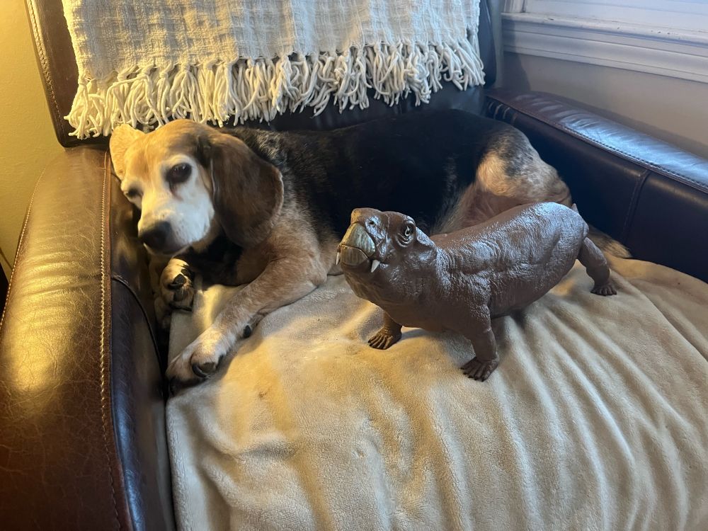 3D printed model of Diictodon and a real beagle snuggled together on a recliner.