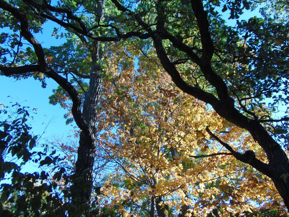Two trees filled with green leaves frame another holding mostly yellow and gold.