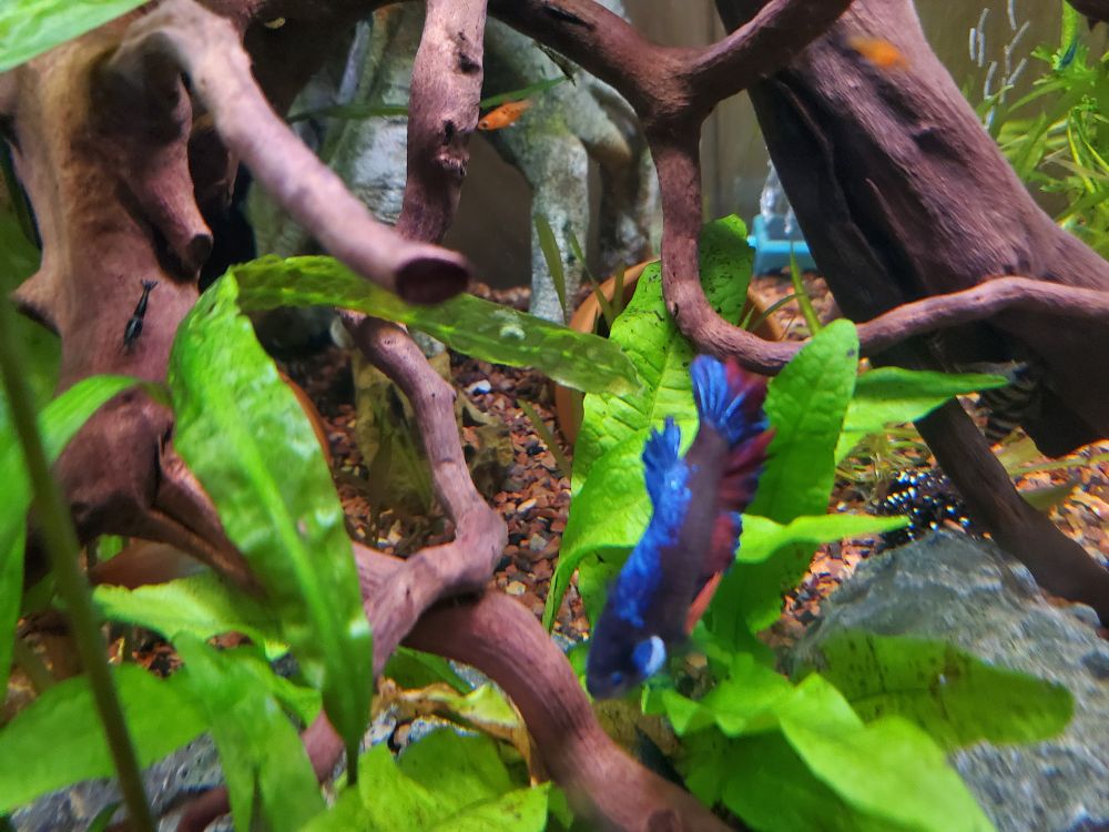 Betta with blue, black, red, and orange scales and some orange platy fry.