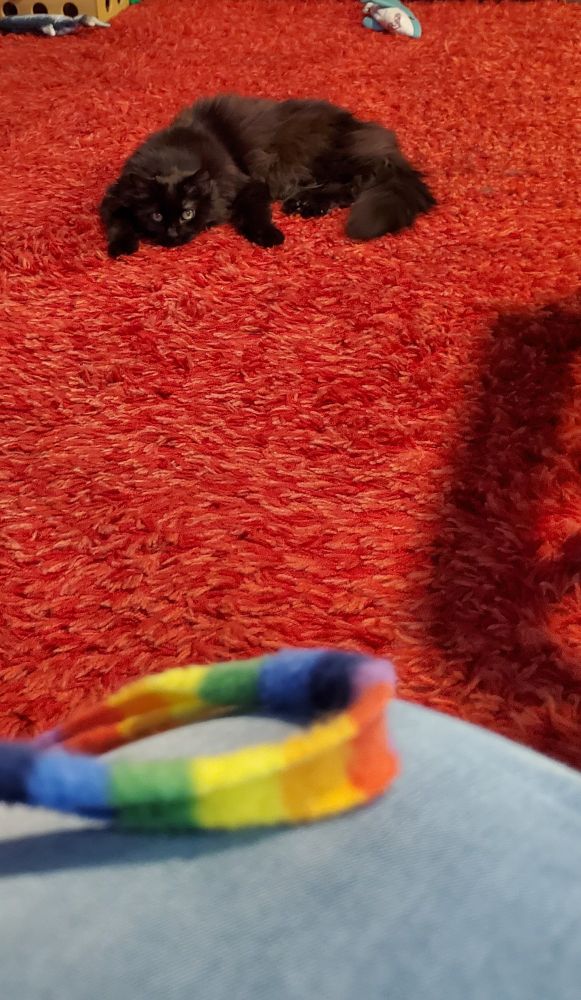 A black cat intently staring at the string toy in the foreground.