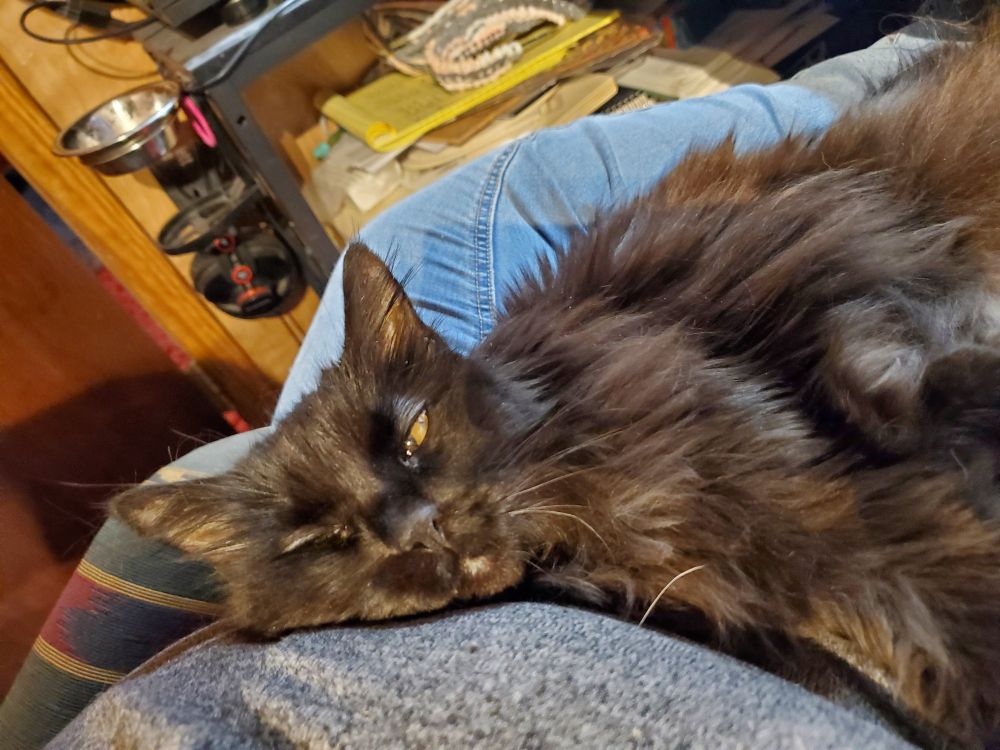 Black cat cuddling in lap