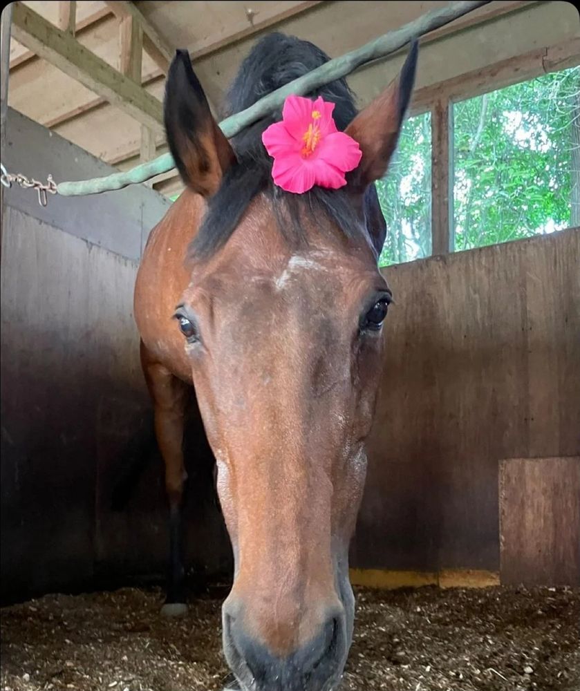 An image of Japanese race horse, Haru Urara.