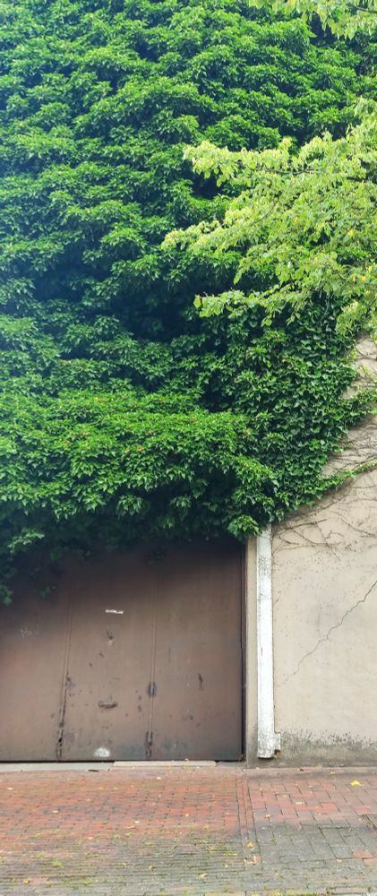 Building almost overgrown by a plant